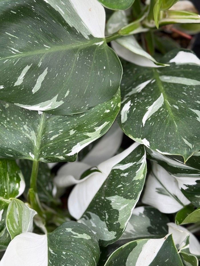  Philodendron White Wizard offers clear white coloration on its foliage.