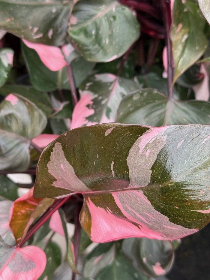  Philodendron Pink Princess is pretty in soft pink, bubble gum and raspberry tones.