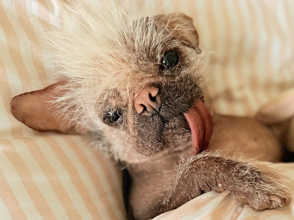 Deadpool's dog set to sign 'pawtographs' at Vancouver Fan Expo