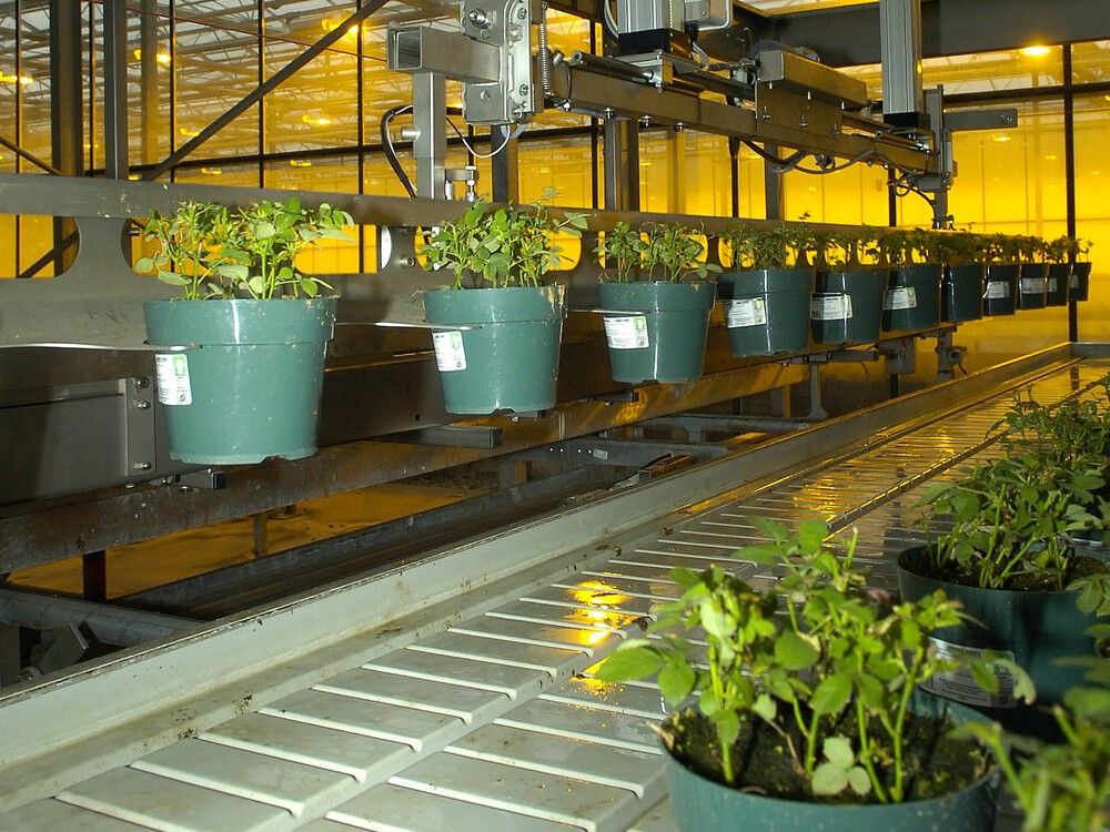 Burnaby Lake Greenhouses in Surrey sells cut flowers, potted plants and other greens and foliage.