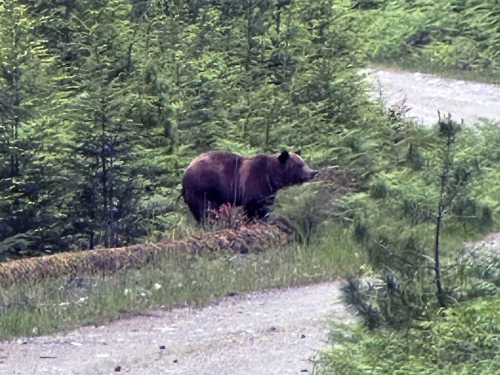 A Grizzly bear peeks out of the bushes
