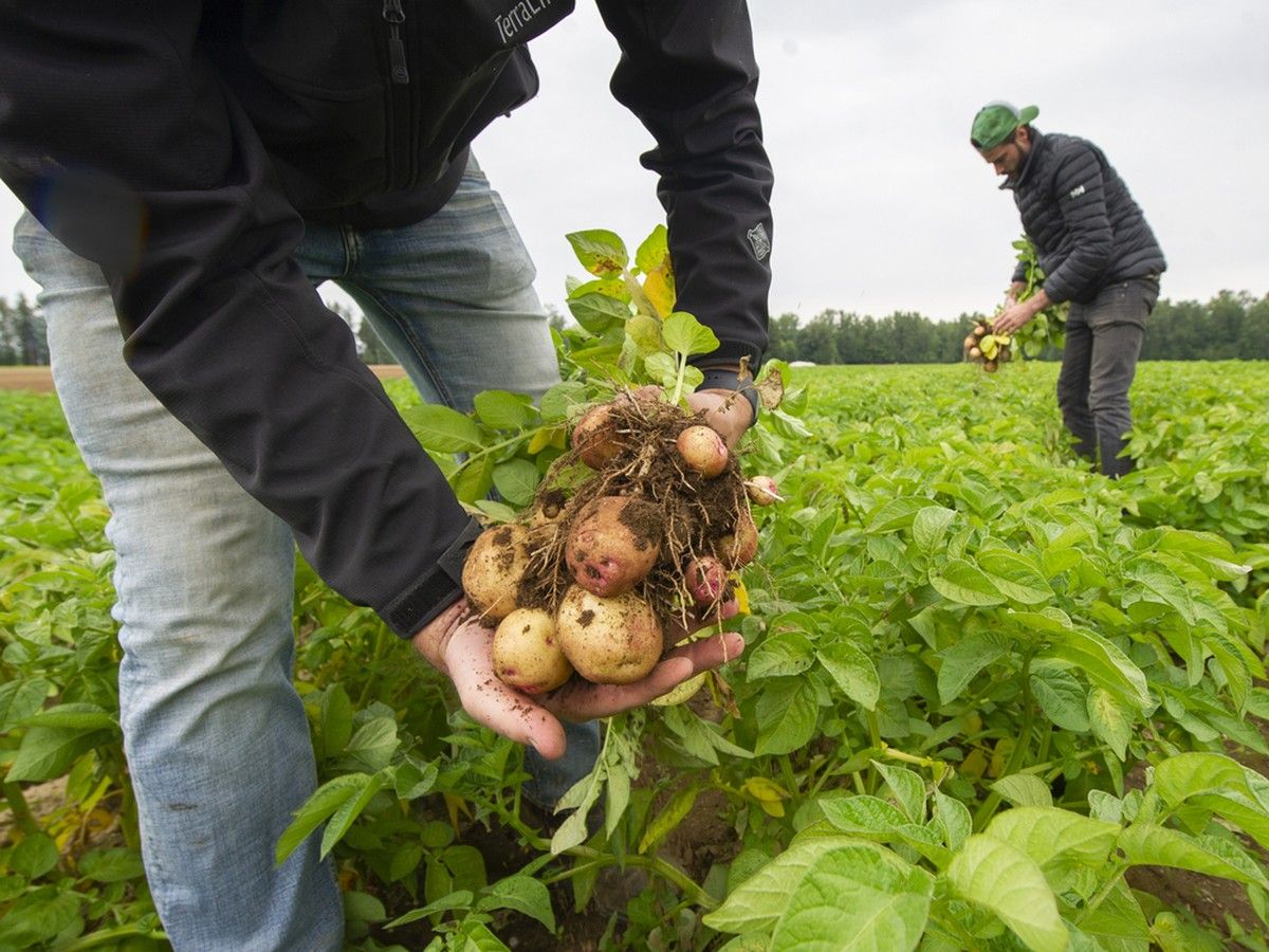  A file photo shows a Surrey potato field threatened by development in 2022.
