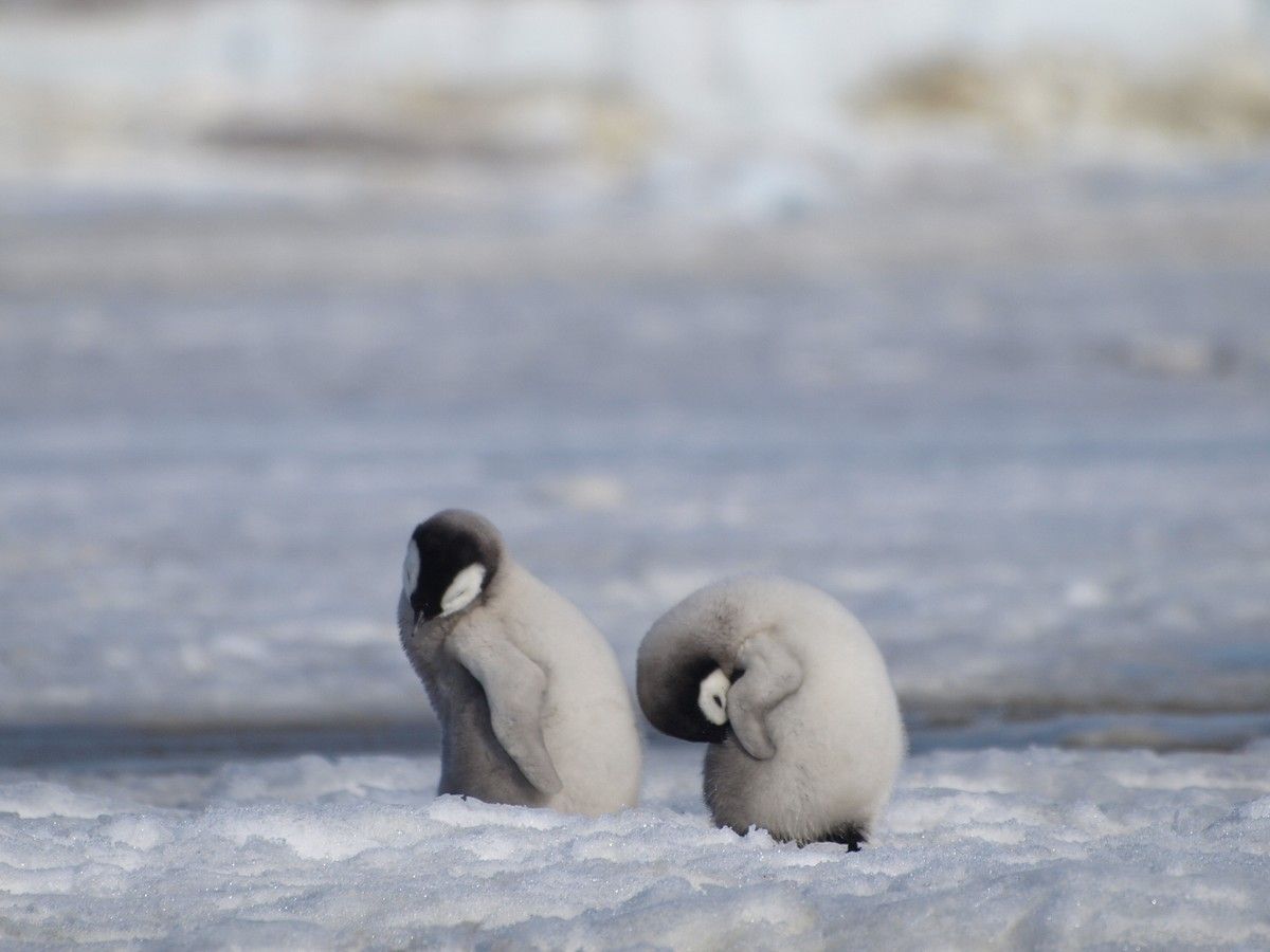 File photo of young Emperor Penguins, a species which has now been listed as endangered because of human-caused climate change.