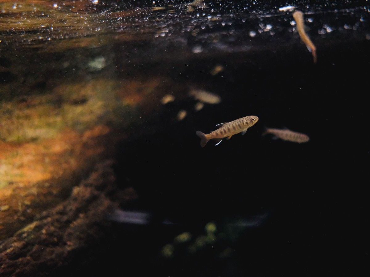 Opinion: When will Ottawa act to remove salmon-killing chemical from vehicle tires?