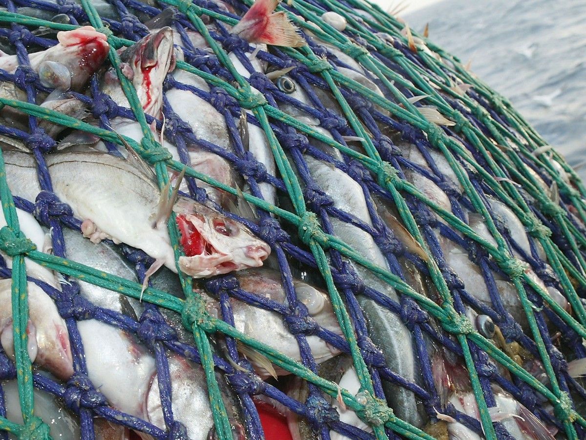  File photo of fish caught in trawling nets. Getty Images