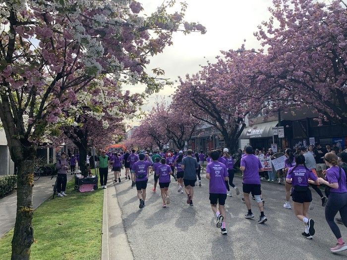 Purple-clad Vancouver Sun Run runners make their way along cherry blossom-lined streets awash in pink.
