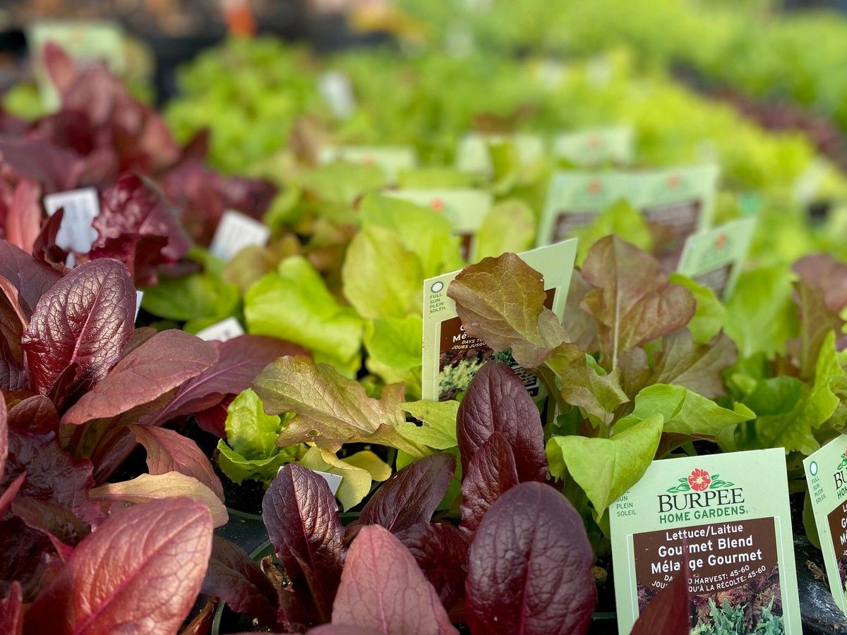 Brian Minter: Want an early veggie crop? Here's what you can plant now in Metro Vancouver