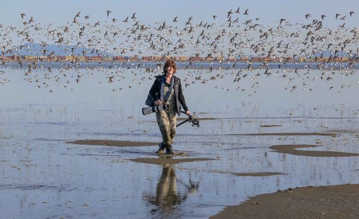 Independent filmmaker Isabelle Groc takes photos of sandpipers at Roberts Bank.