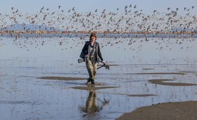 Independent filmmaker Isabelle Groc takes photos of sandpipers at Roberts Bank.