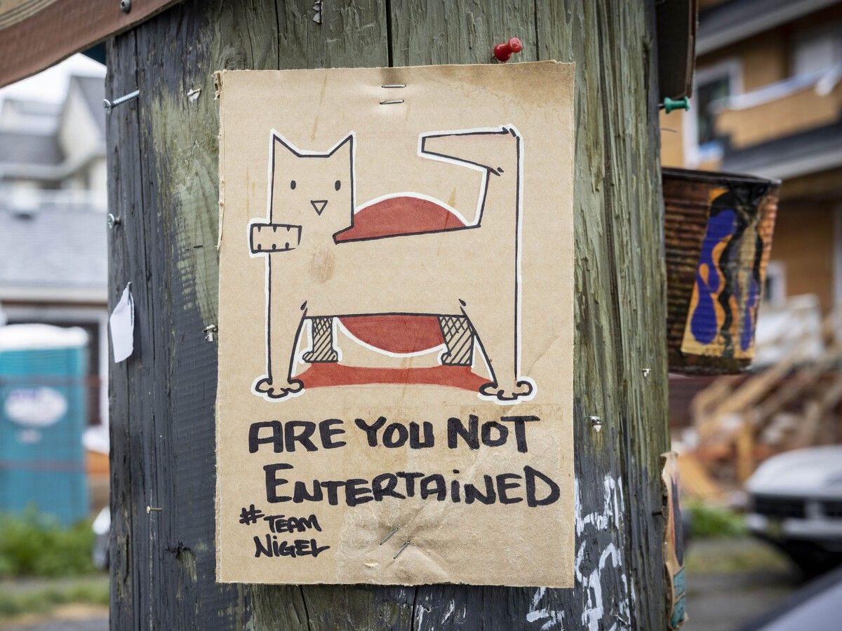Nigel The Cat artwork on Woodland Drive. Nigel, a neighbourhood cat with predictable habits, has become a hero to some and a nuisance to others, and as such, is the inspiration for a pop-up art showcase.