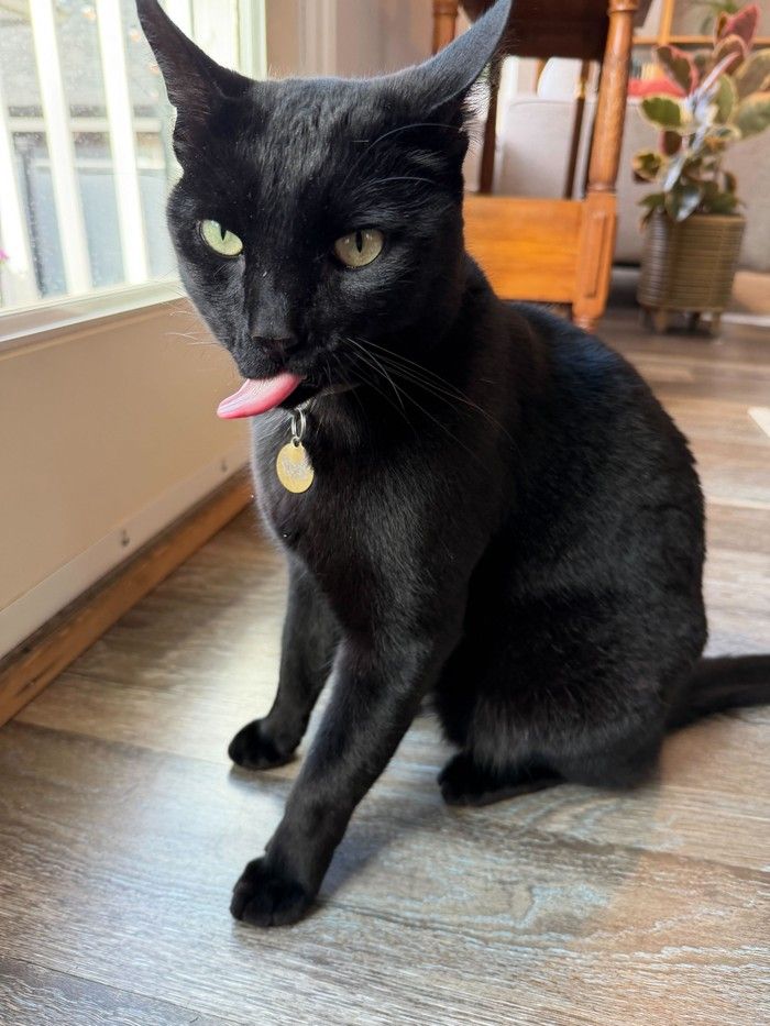  Nigel The Cat at home. The Grandview-Woodland roamer is a bit of a celebrity.