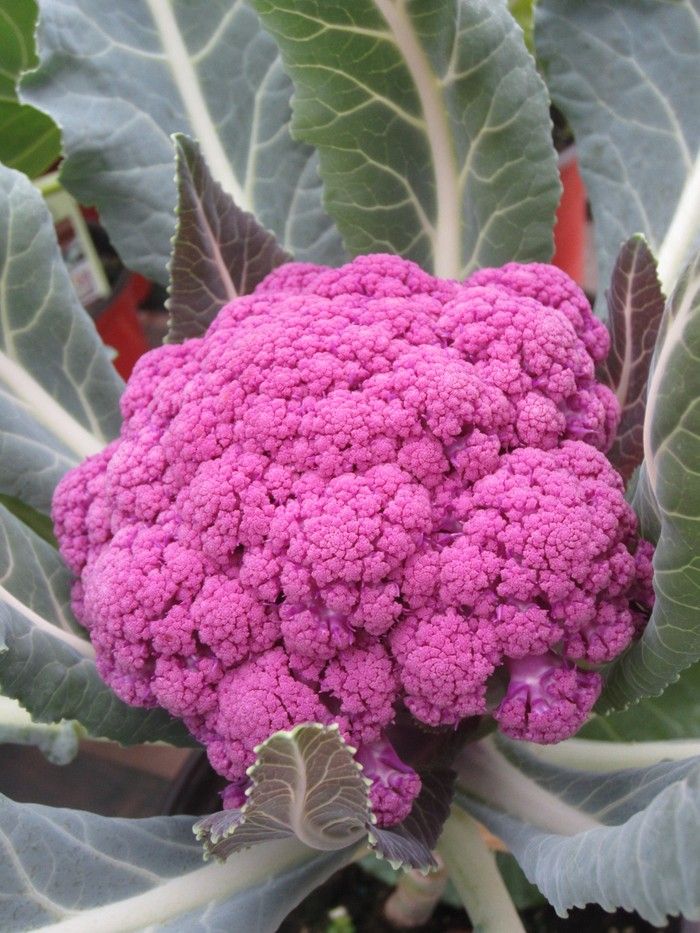 Choose a rainbow array of colours when you plant your veggies, and your eyes will have as much of a feast as your stomach. Choose a rainbow array of colours when you plant your veggies, and your eyes will have as much of a feast as your stomach.