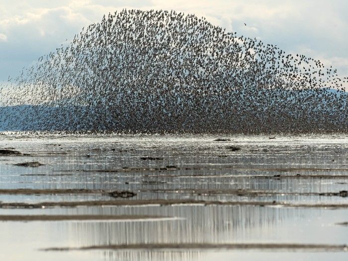 'Desolate wasteland' or irreplaceable habitat? Documentary explores how Roberts Bank port expansion threatens migrating birds