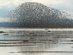 Thousands of western sandpipers move in a murmuration over the Roberts Bank mudflats, in the Fraser River Estuary near Vancouver in this 2022 photo.