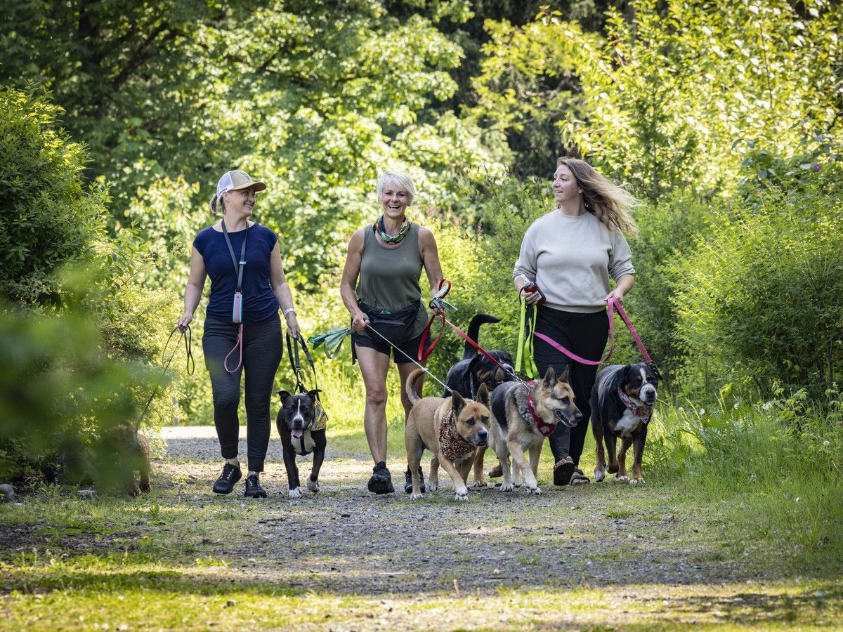 Blood-sucking parasites: B.C. hikers, campers and pet owners advised to check for ticks