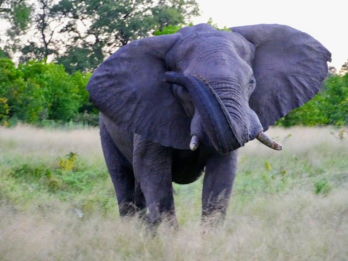 Botswana holds Africa’s largest elephant population.