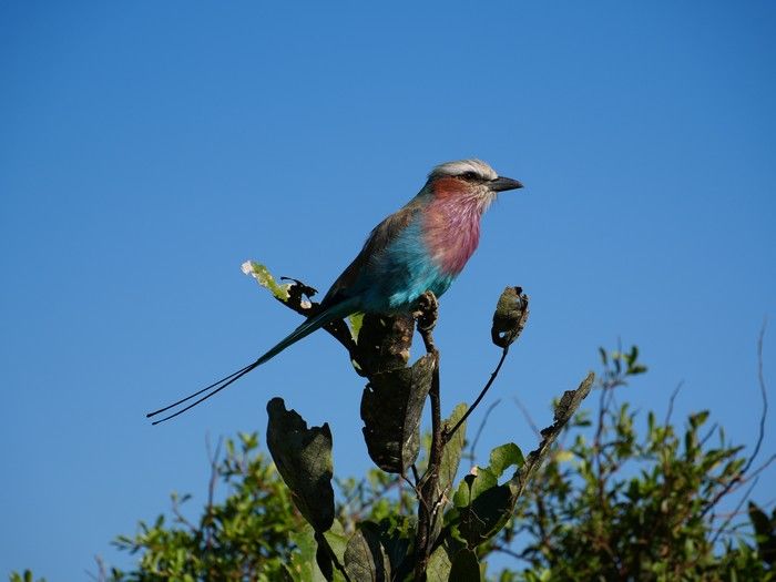 A lilac-breasted roller perches on a tree branch in the Okavango Delta, Botswana.