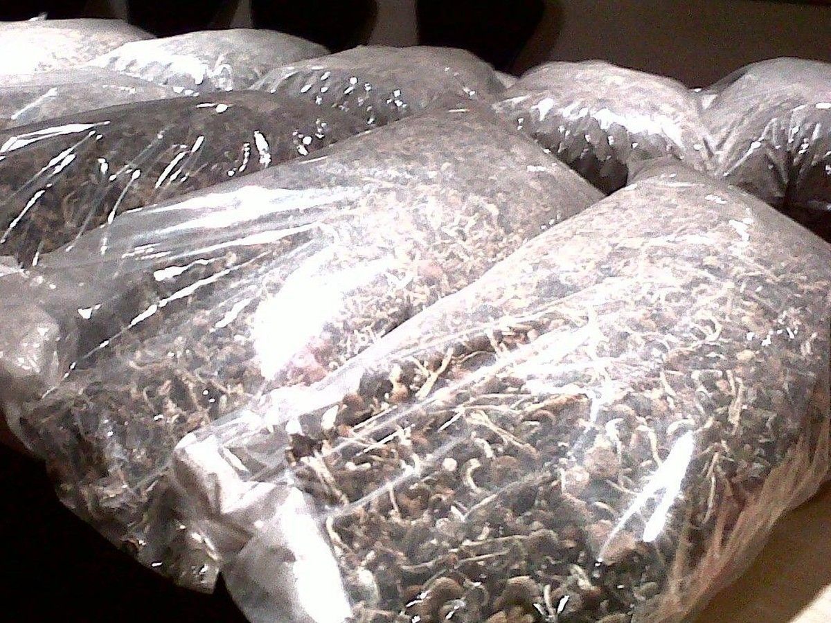 A file photo of magic mushrooms at a police station.