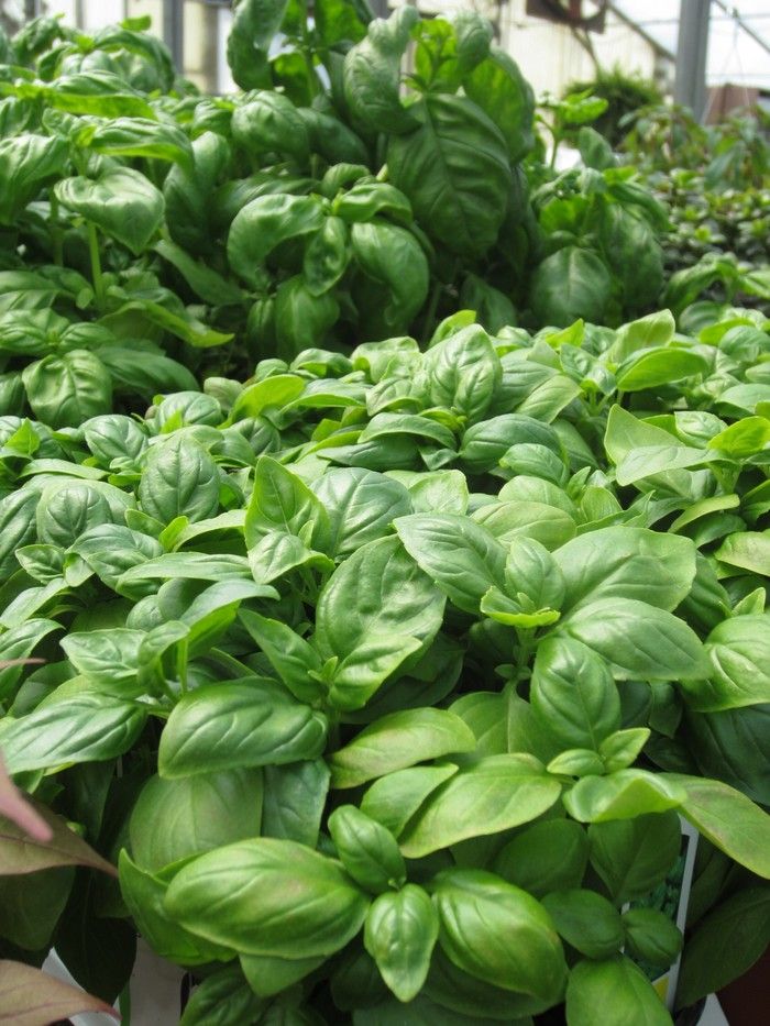 Basil does not thrive in cool weather but, now that the heat is on, it can safely go into your garden.