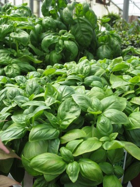 Basil does not thrive in cool weather but, now that the heat is on, it can safely go into your garden.