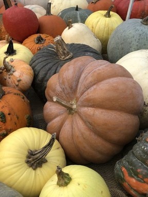 Grow then for food or grow them for fun but, either way, pumpkins are a joy to have in the garden.