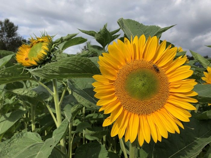 Brian Minter: Now is the perfect time to plant for late summer colour and harvests