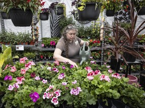 Hunters Garden Centre assistant manager Rebecca Stevenson waters plants at the Vancouver garden centre on April 29, 2026. Starting June 8, Metro Vancouver residents will only be able to water their flowers using a water container, drip irrigation or hoses with spring-loaded nozzles.