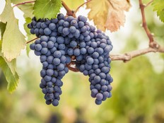 Pinot Noir grapes hang from a vine.