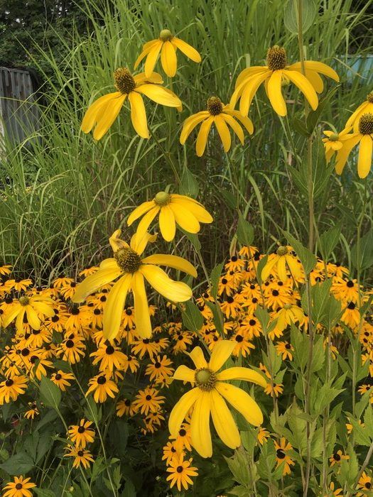 Rudbeckia blooms brighten the late summer garden, and birds appreciate the seeds that follow. Rudbeckia blooms brighten the late summer garden, and birds appreciate the seeds that follow.