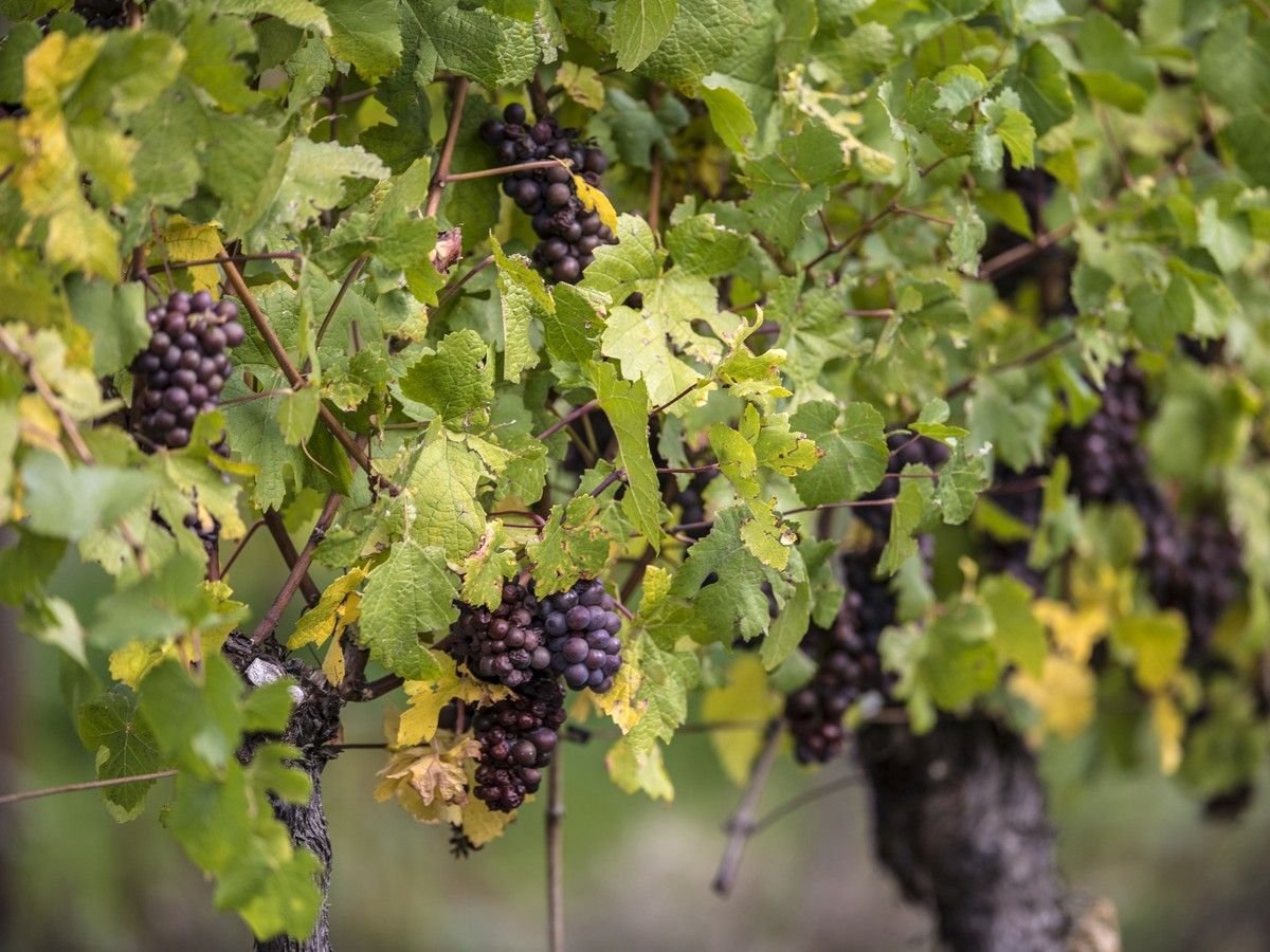 Anthony Gismondi: B.C.'s Pinot Gris wines have evolved. Here are 5 bottles to try.