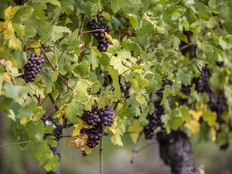 Vines of Pinot Gris grapes.
