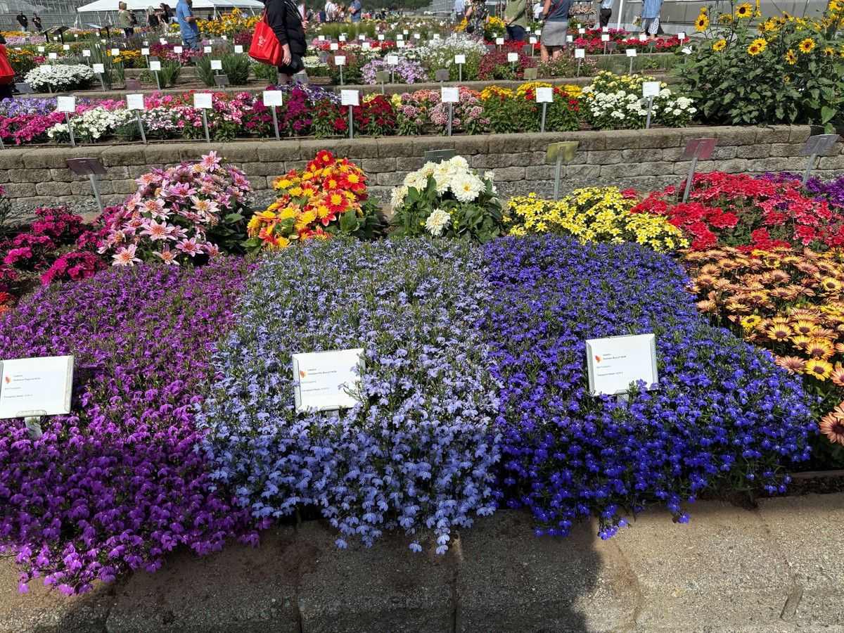 Brian Minter: These are some of the great new plants undergoing testing right now