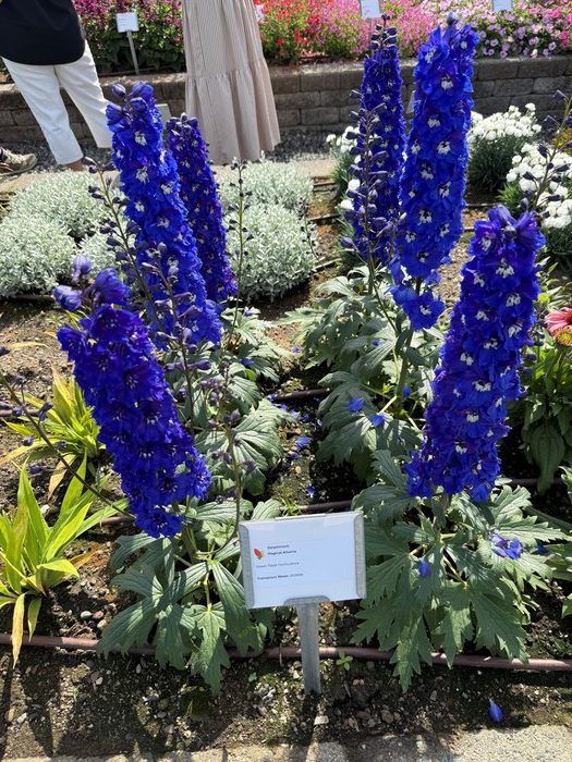 Magical Atlanta Delphinium.