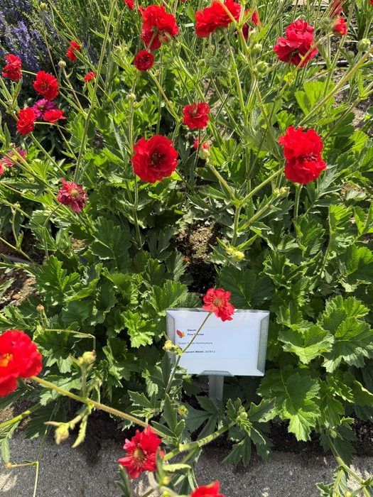 Fire Starter Geum.