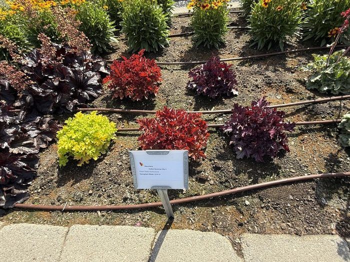 Indian Summer Heuchera.