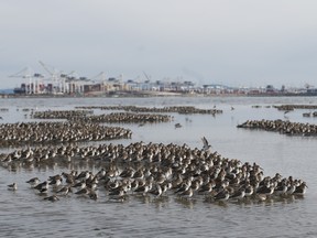 Sand Pipers