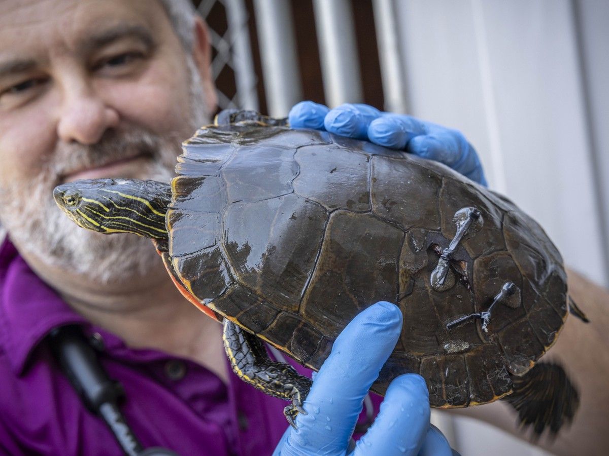  Dr. Adrian Walton shows a rescued turtle with a shell repaired with zip ties and epoxy, but warns people not to do their own fix-it job as the reptiles require pain medication, anesthetic and antibiotics, as well as rehabilitation before release.