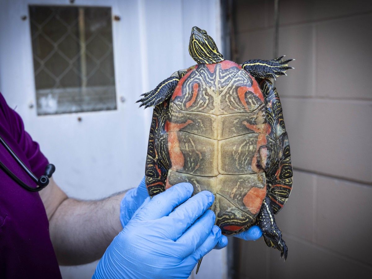  The western painted turtle is B.C.’s only native freshwater turtle. The endangered species often crosses roadways to get to ponds and nesting sites.
