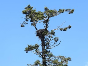 An eagle's nest is visible at Nico Wynd Golf Club, where residents are raising money to build two platforms to relocate protected birds.