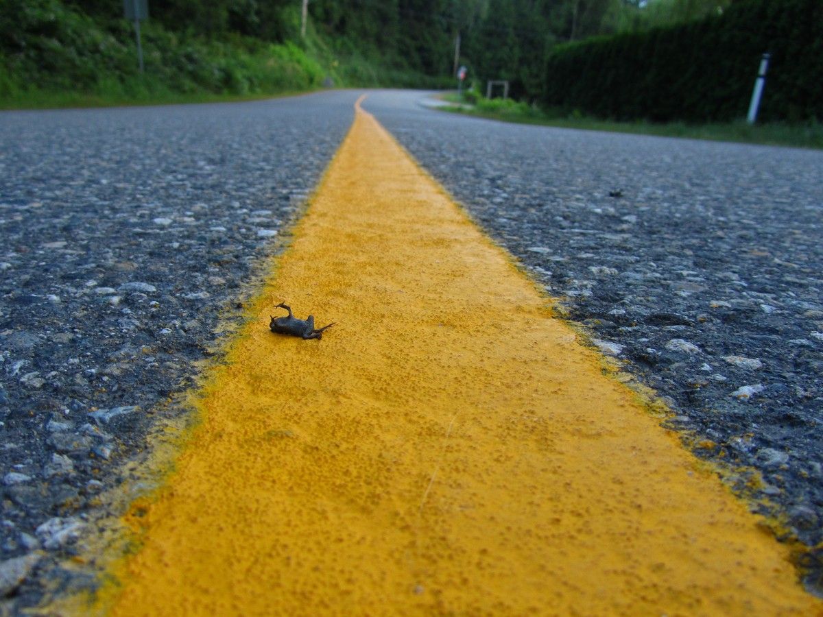 A dead toad on a road.