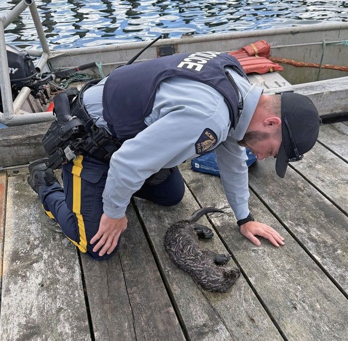 Const. Nick Gachter assesses the baby otter after CPR prior to placing it in the recovery position on its belly on the 'Namgis Dock in Alert Bay.