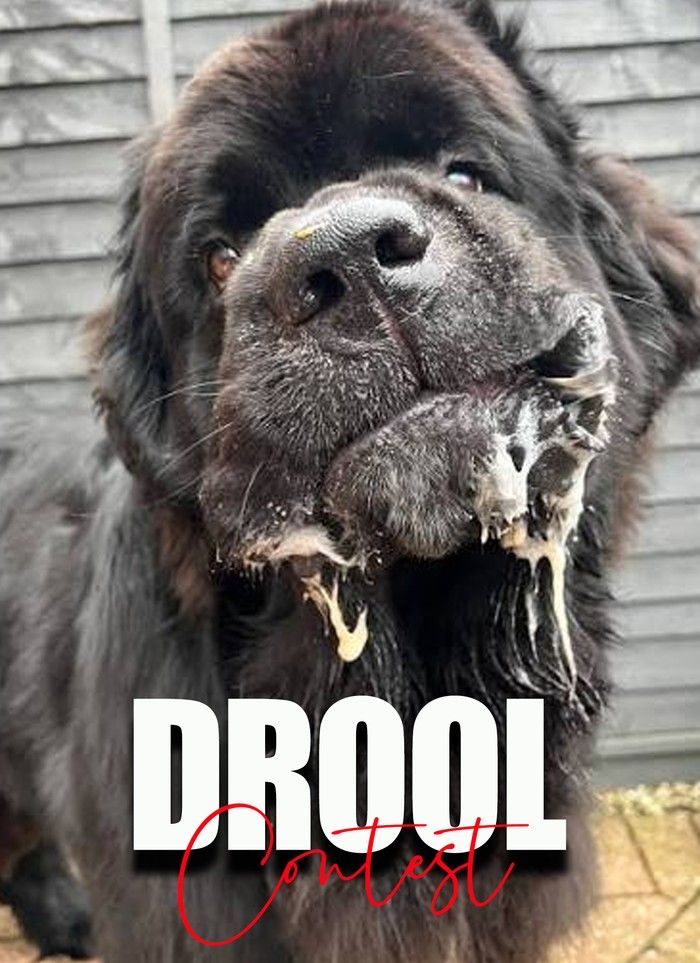 0820 day of dog drool