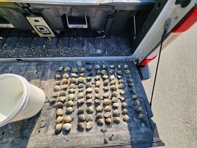Clams lined up in the bed of a pickup truck