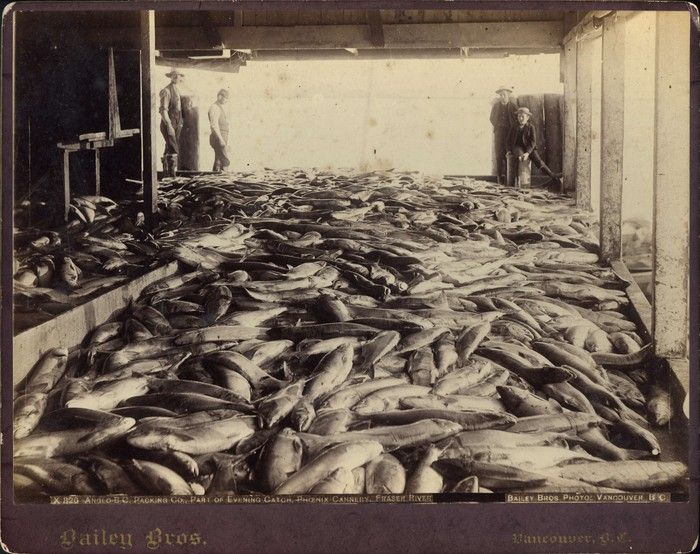 This Day in History, 1889: A floating cannery producing fish oil becomes a swimming bath