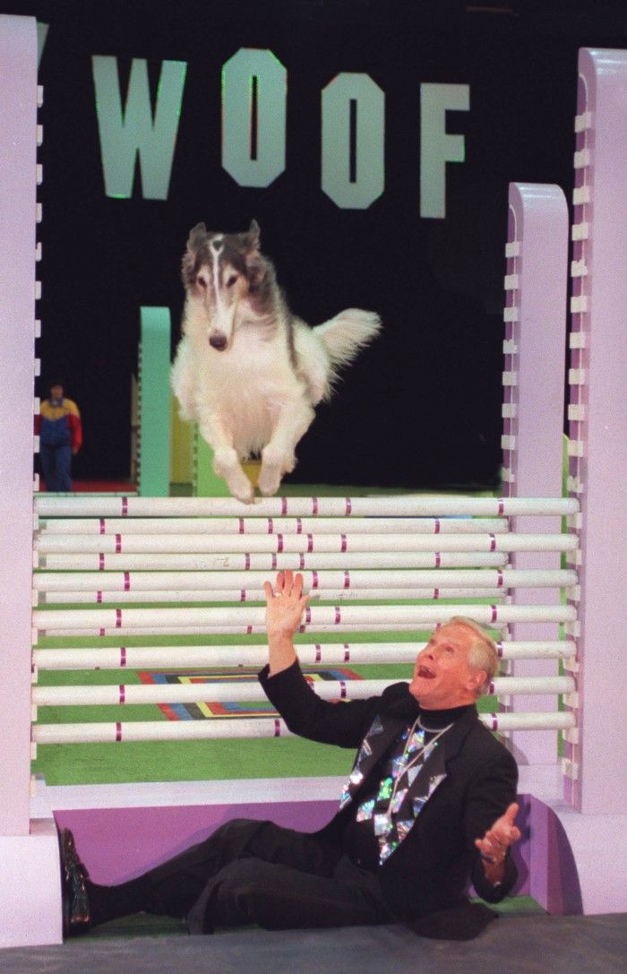  Herb Williams in “Hollywoof 2001”, watches Wolf, a Techni-Cal SuperDog, make a practice jump. Wolf is a Borzoi, the world’s highest jumping dog.