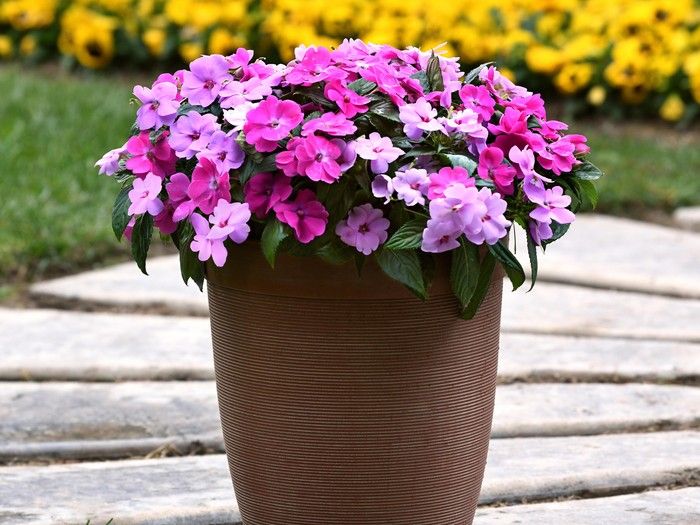 Brian Minter: New varieties add colour, foliage and heat tolerance as you plan for next year's garden