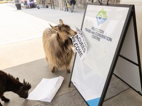 Goats that were evacuated with their owner chow down on the