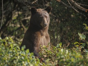 bear