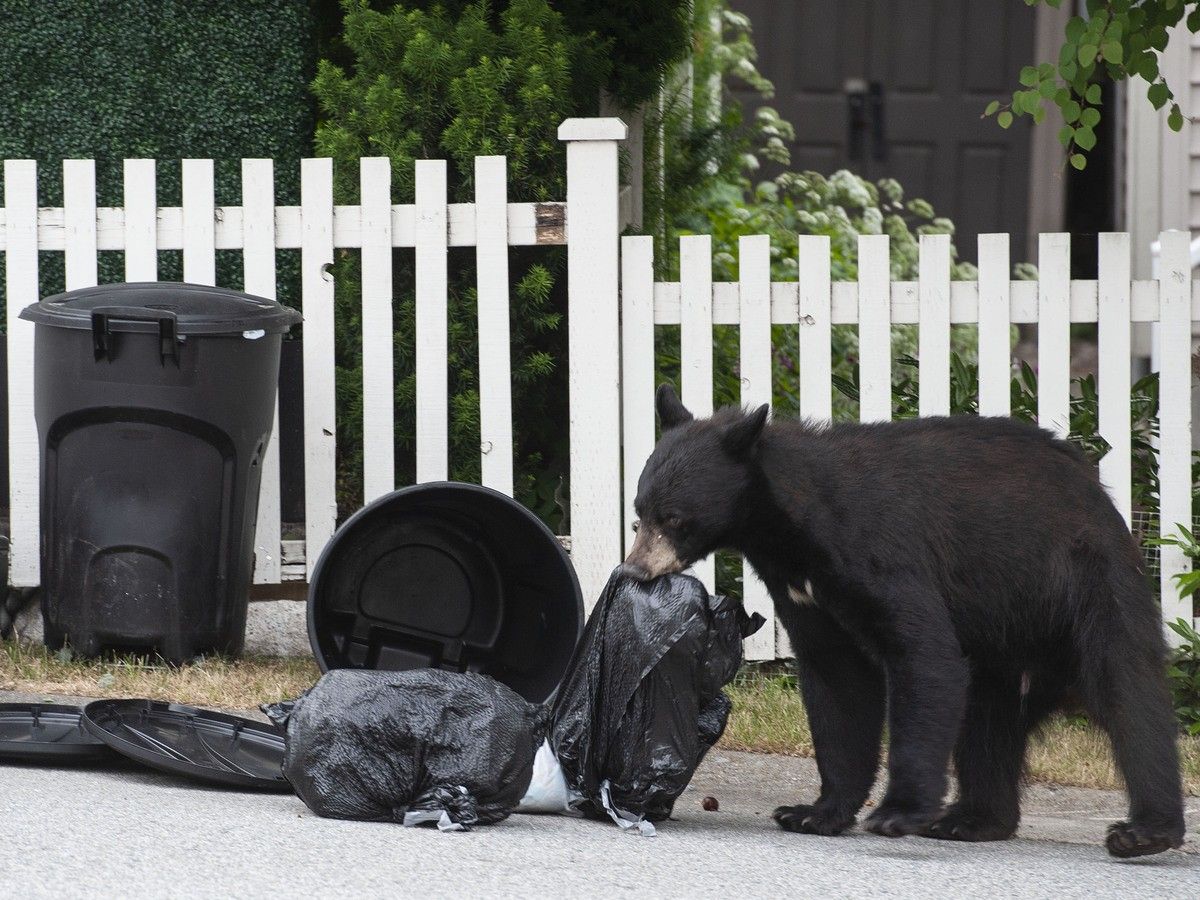 bears