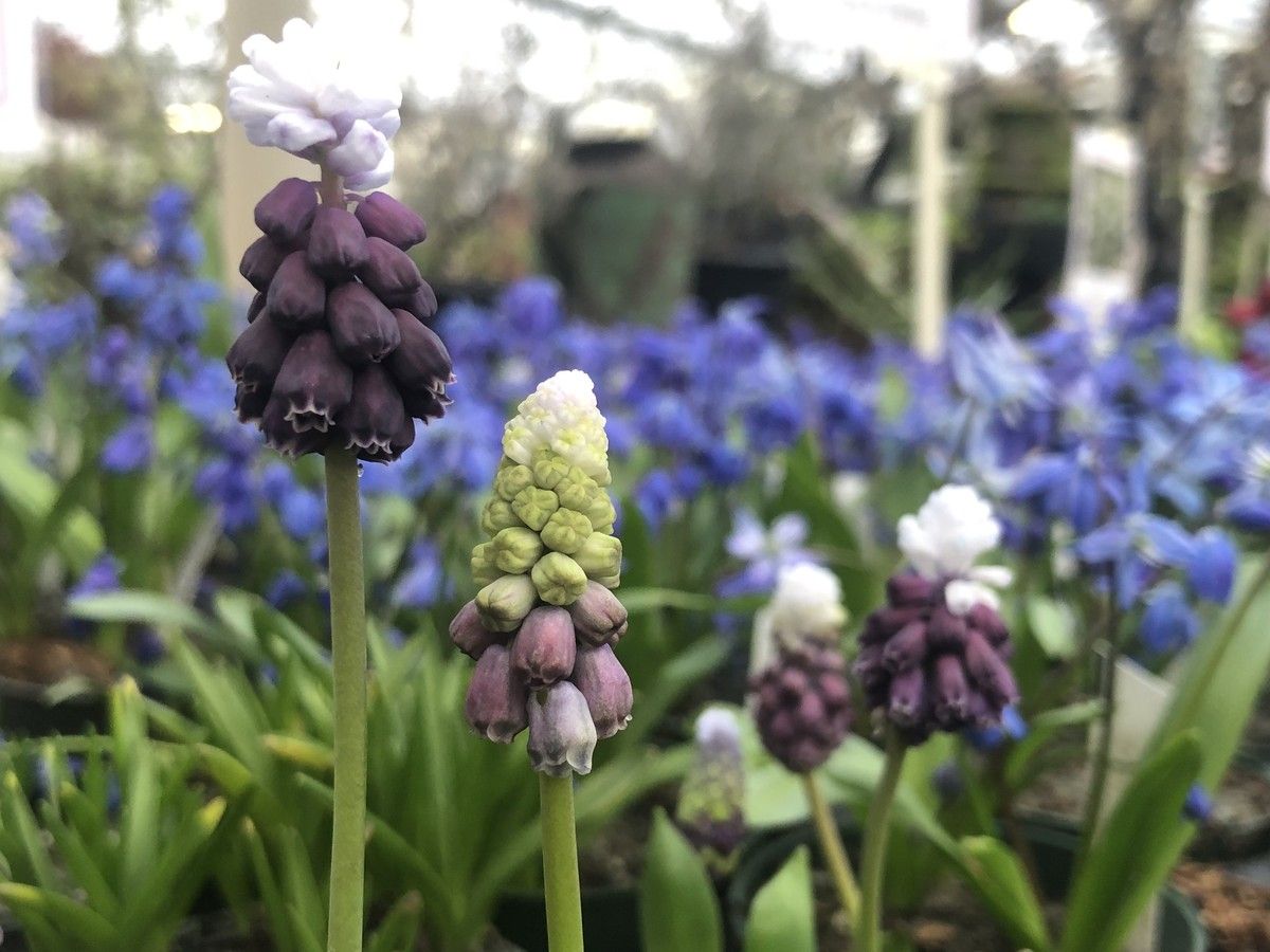 Muscari naturalizes very well, and comes in a variety of colours.